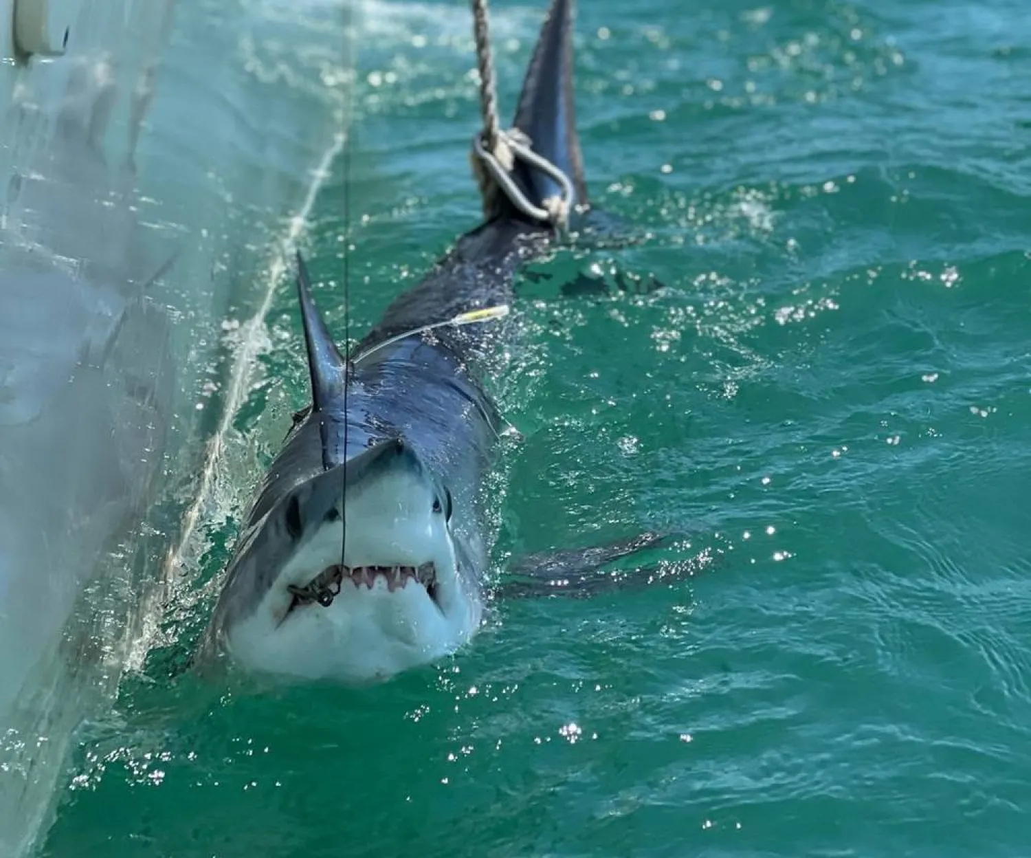 Scientists Turn to Sharks to Improve Hurricane Predictions