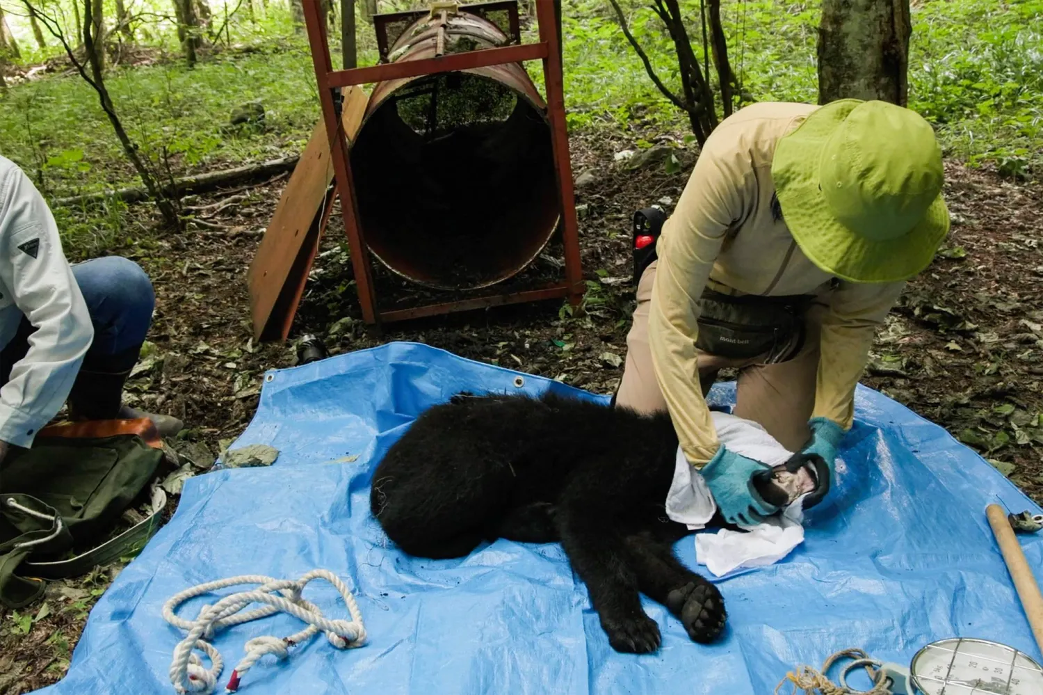Japan Family Finds Bear in Kitchen, Calls Police