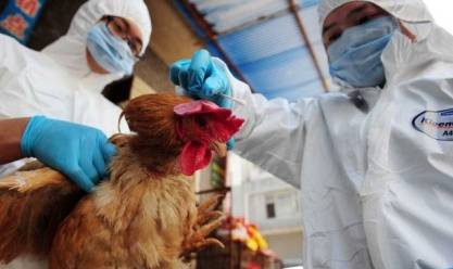 Australian gov't confirms first mainland case of H5N1 bird flu strain
