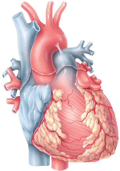 Could gynaecological disorders raise your risk of heart disease? New research suggests they might