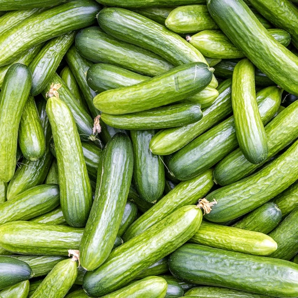 Heatwave drives cucumber shortages and soaring prices in UK