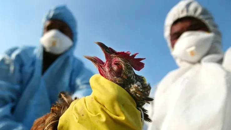 Japan confirms season's 3rd bird flu outbreak