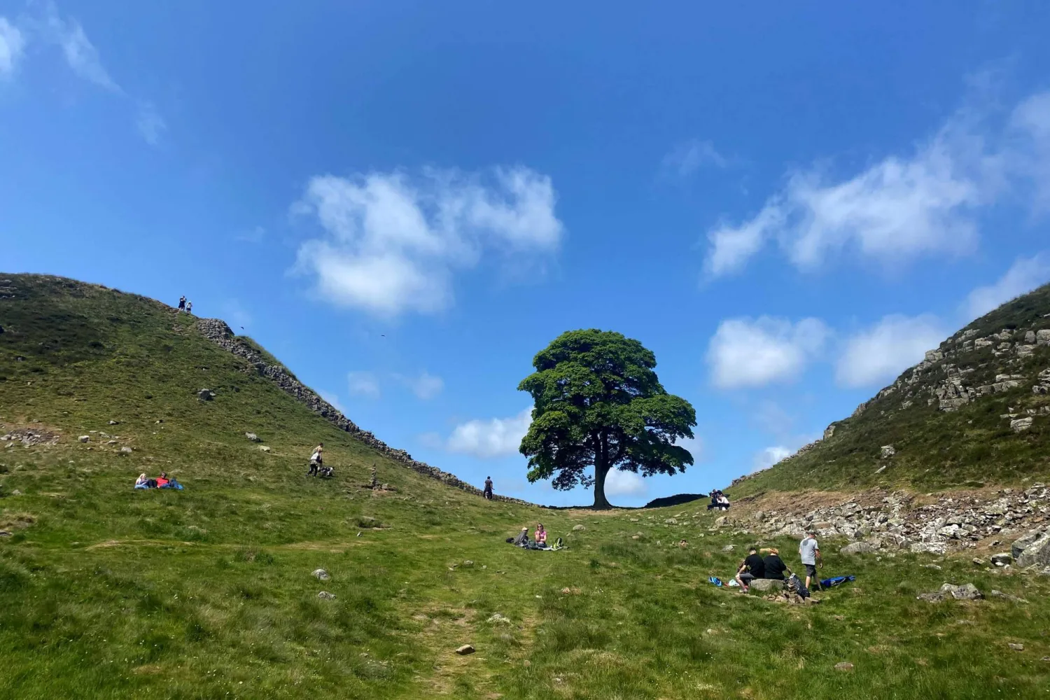 UK: Sapling Stolen from Famous Tree Months After Planting
