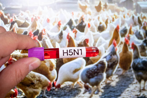 4th human bird flu case confirmed in Cambodia