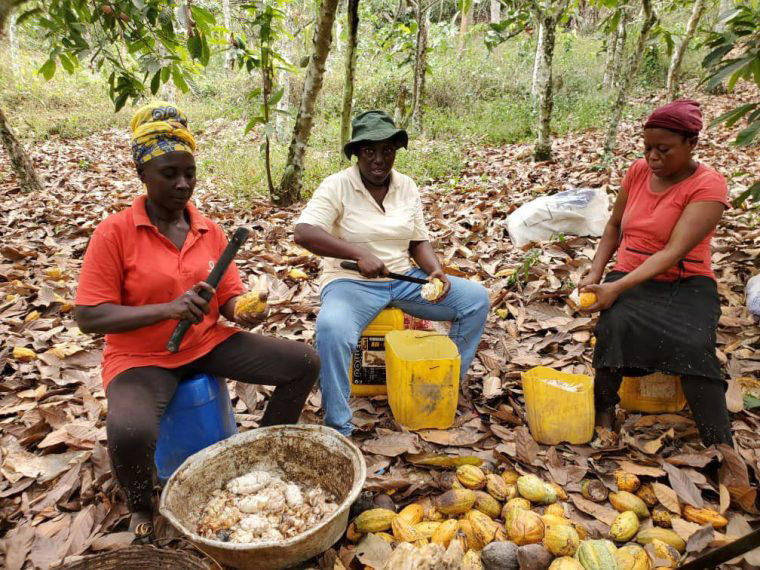 African cocoa farmers fight back against new EU regulations