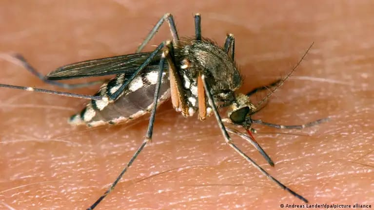 Australia's Northern Queensland mosquito-borne virus threat escalates